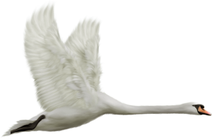 Bird Stamp Society logo